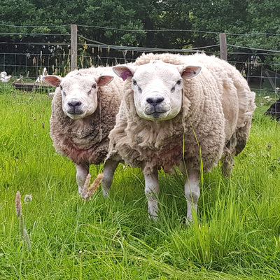 All about wool