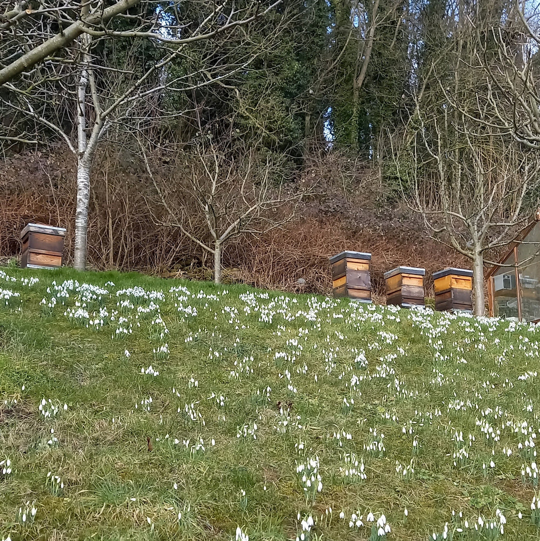 Stephen's Pickering Honey: A Yorkshire Garden Harvest