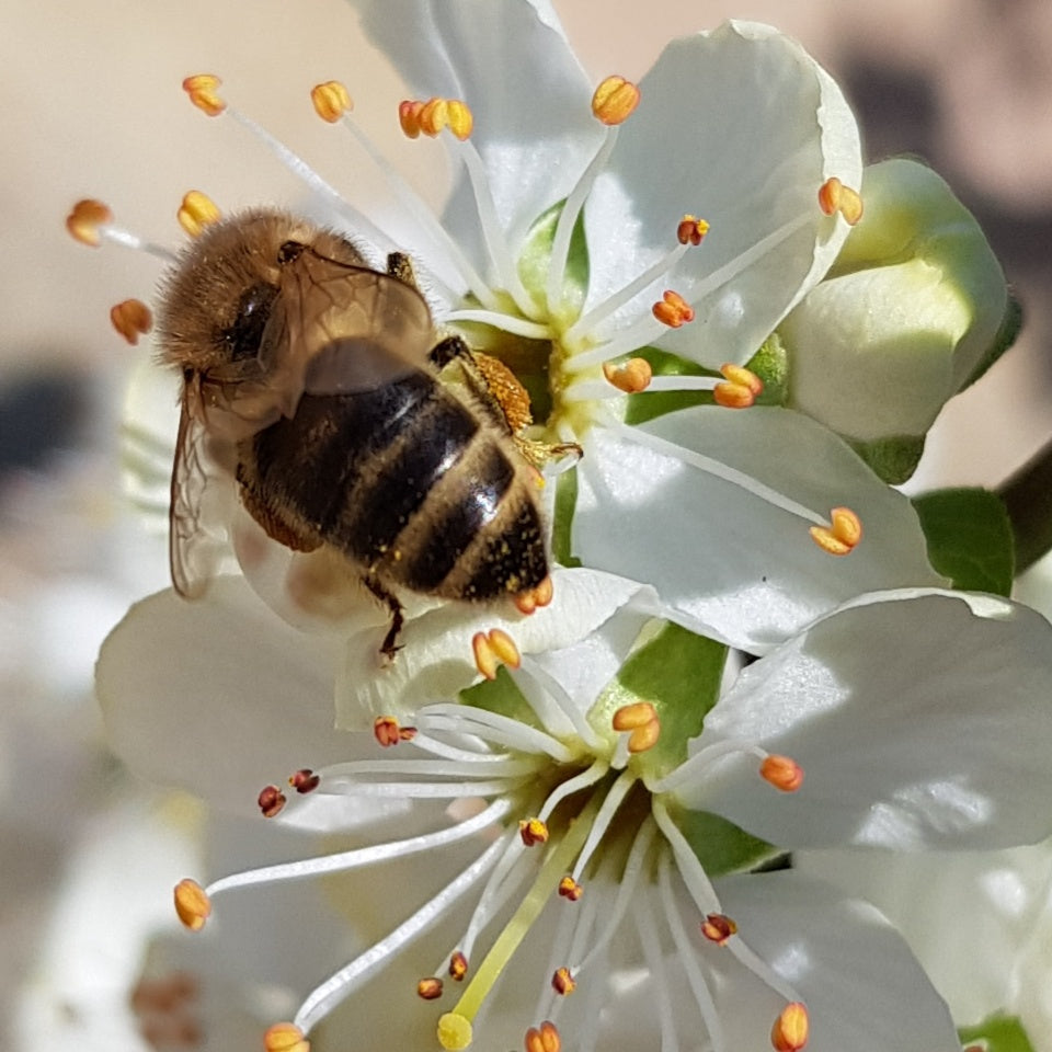 The Pollen Spotting Game: Learning to Read Where Bees Have Been