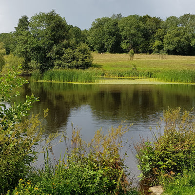 Honey from wildflower meadows at Rotherfield, Sussex