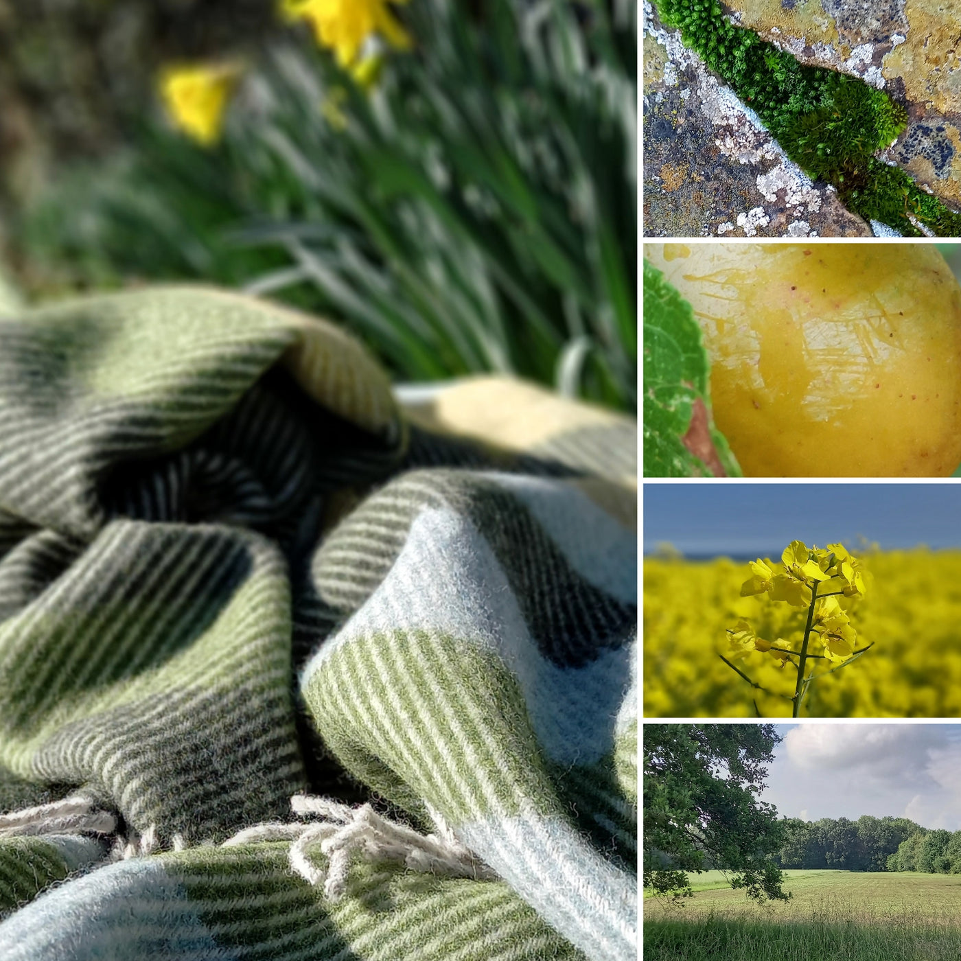 The Daffodil Shetland wool throw
